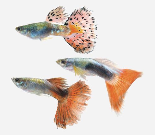 Guppy Surtido (macho)