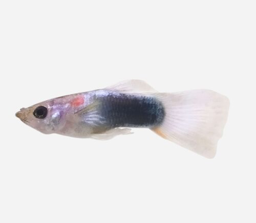 Guppy Bicolor blanco y negro (macho)