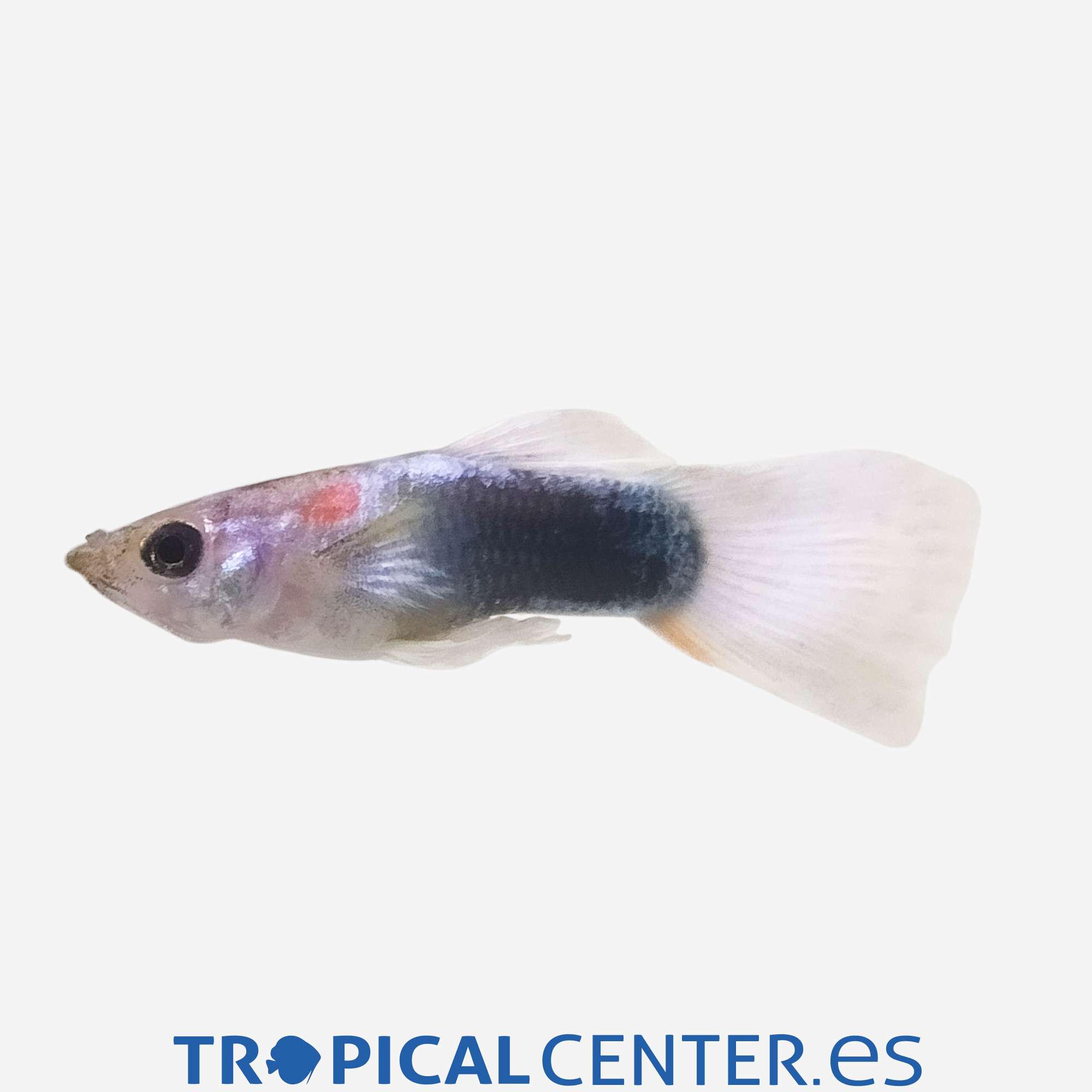 gu443-0-guppy-bicolor-blanco-y-negro-macho_general_5621.jpg gu443-0-guppy-bicolor-blanco-y-negro-macho_general_5621.jpg