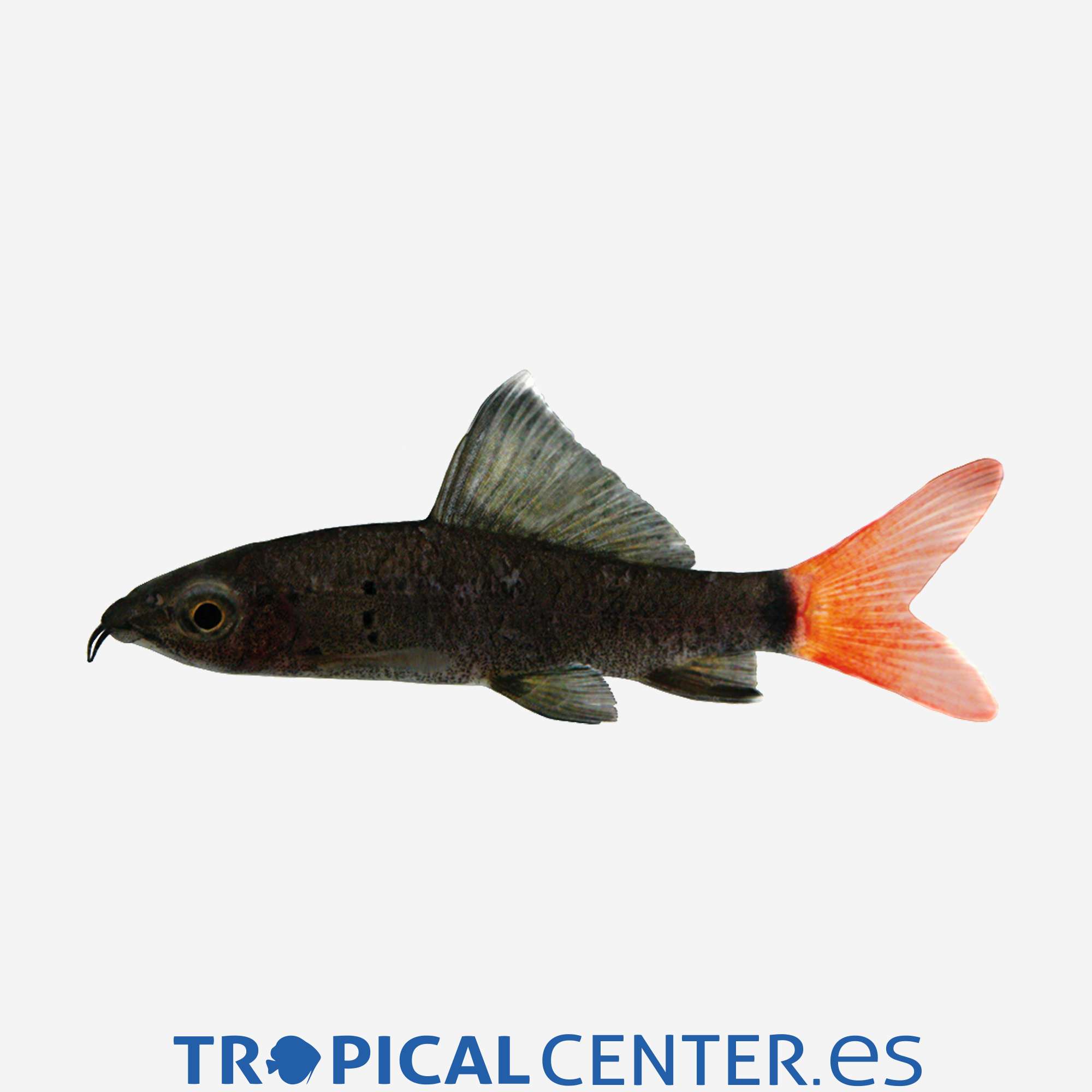 la05-03-labeo-bicolor_general_3699.jpg la05-03-labeo-bicolor_general_3699.jpg