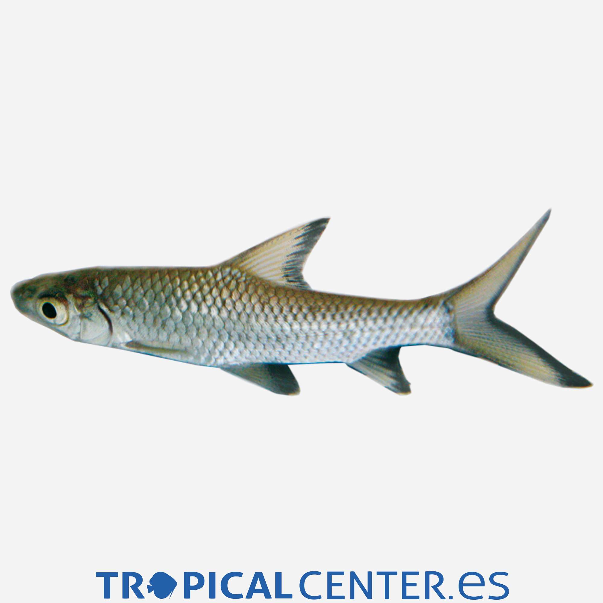 la07-04-tiburon-bala_general_3701.jpg la07-04-tiburon-bala_general_3701.jpg