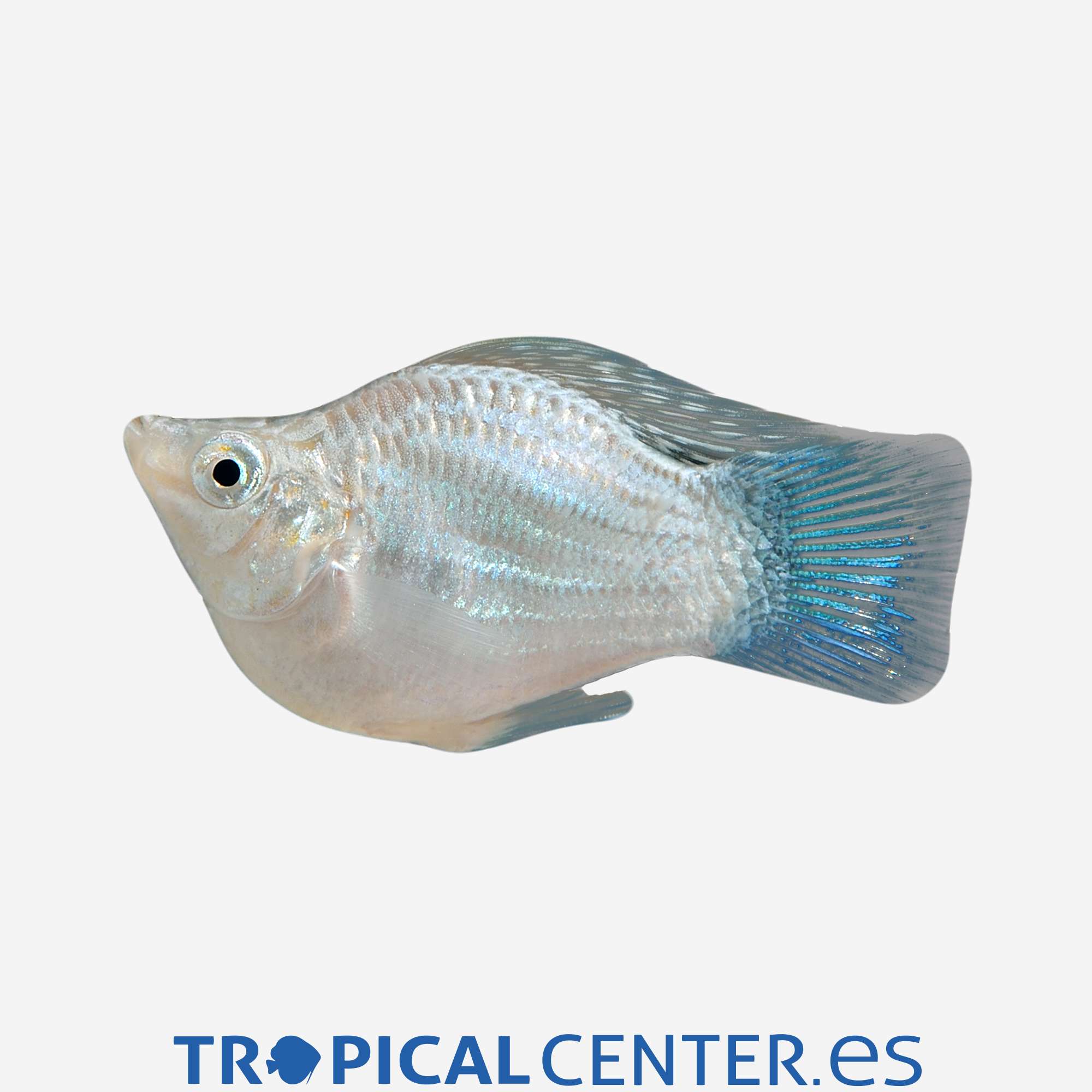 mo15-2-molly-balon-plata_general_5047.jpg mo15-2-molly-balon-plata_general_5047.jpg