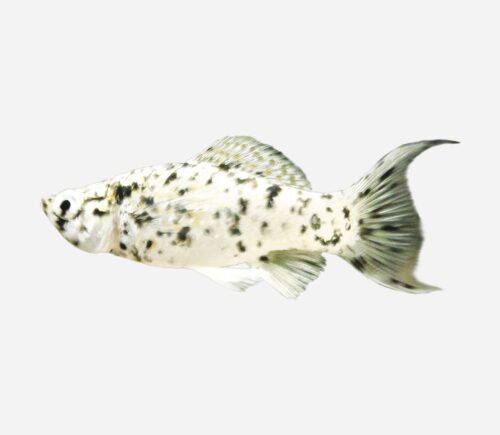 Molly Lira  Dálmata