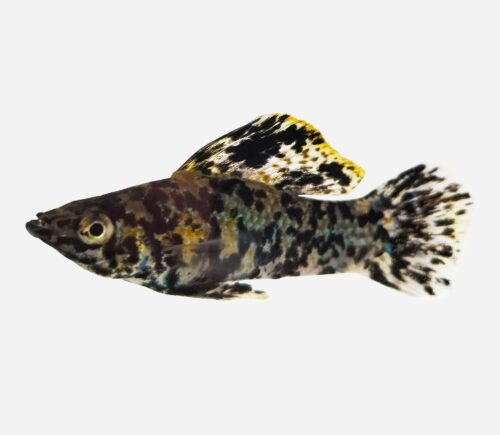 Molly velifera Mármol (macho)