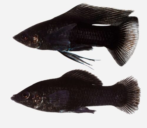 Molly velifera Negro