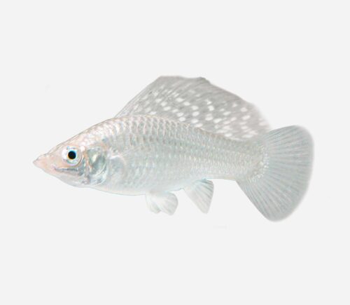 Molly velifera Parejas plata