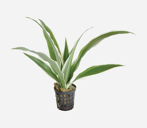 Dracaena sanderiana Blanca