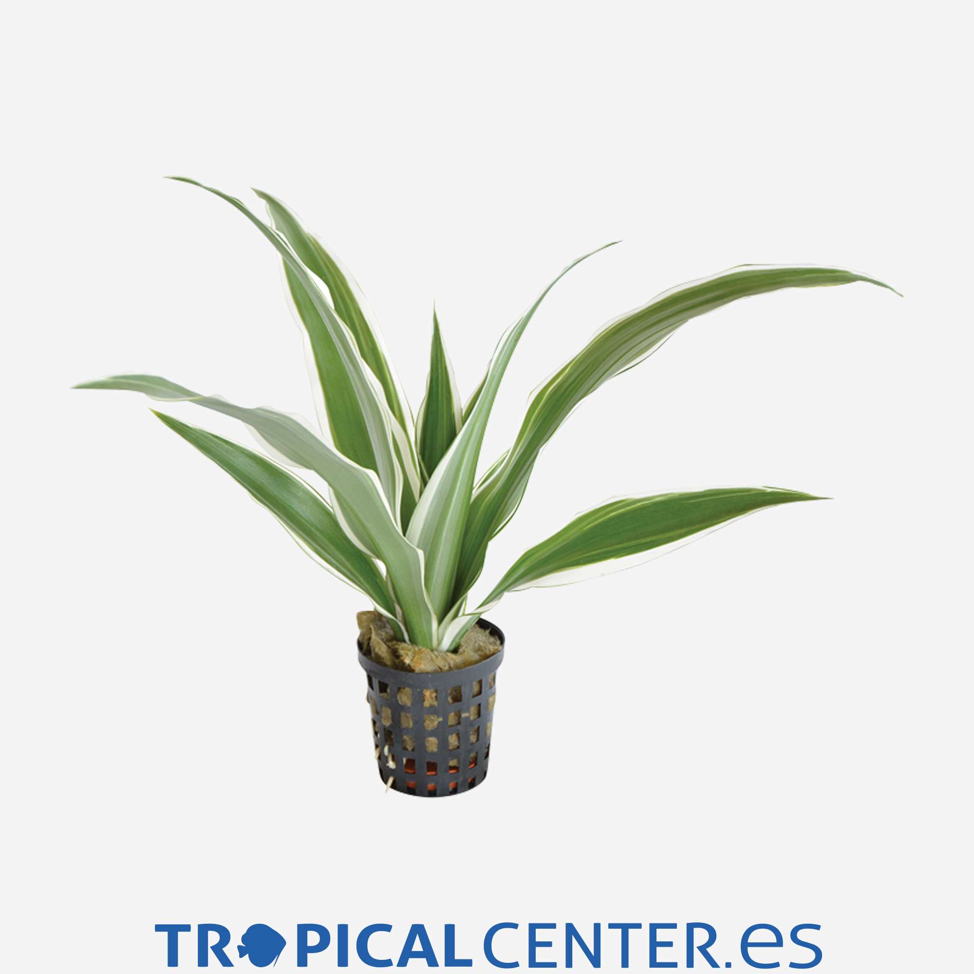 p057-dracaena-sanderiana-blanca_general_4037.jpg p057-dracaena-sanderiana-blanca_general_4037.jpg