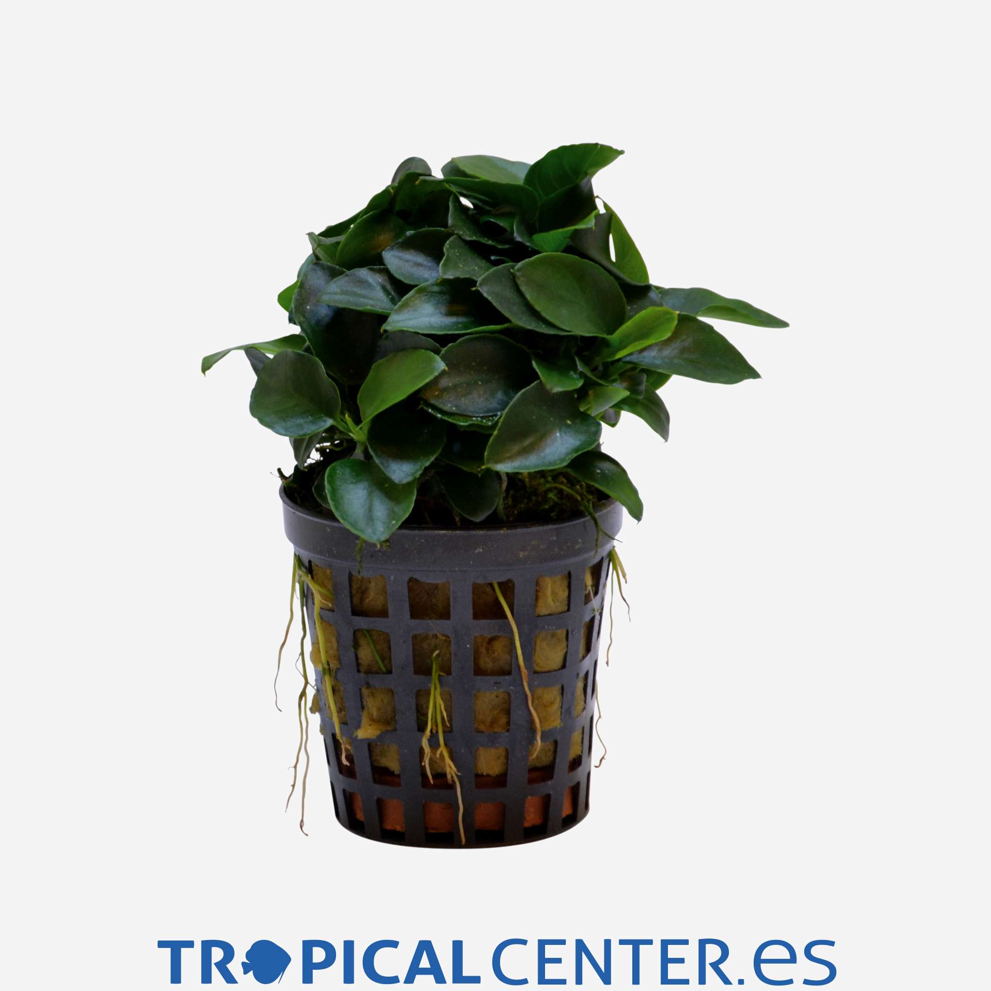 p14-anubias-barteri-var-nana-bonzai_general_4029.jpg p14-anubias-barteri-var-nana-bonzai_general_4029.jpg