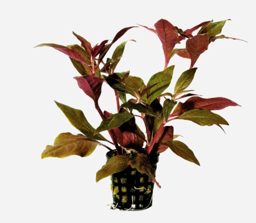 Althernantera cardinalis