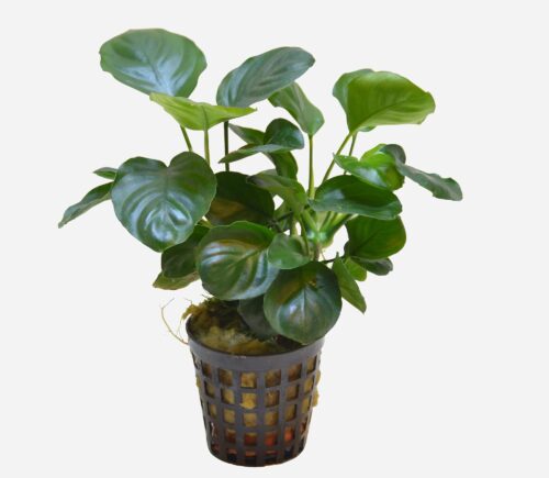 Anubias barteri Var. Nana Coin