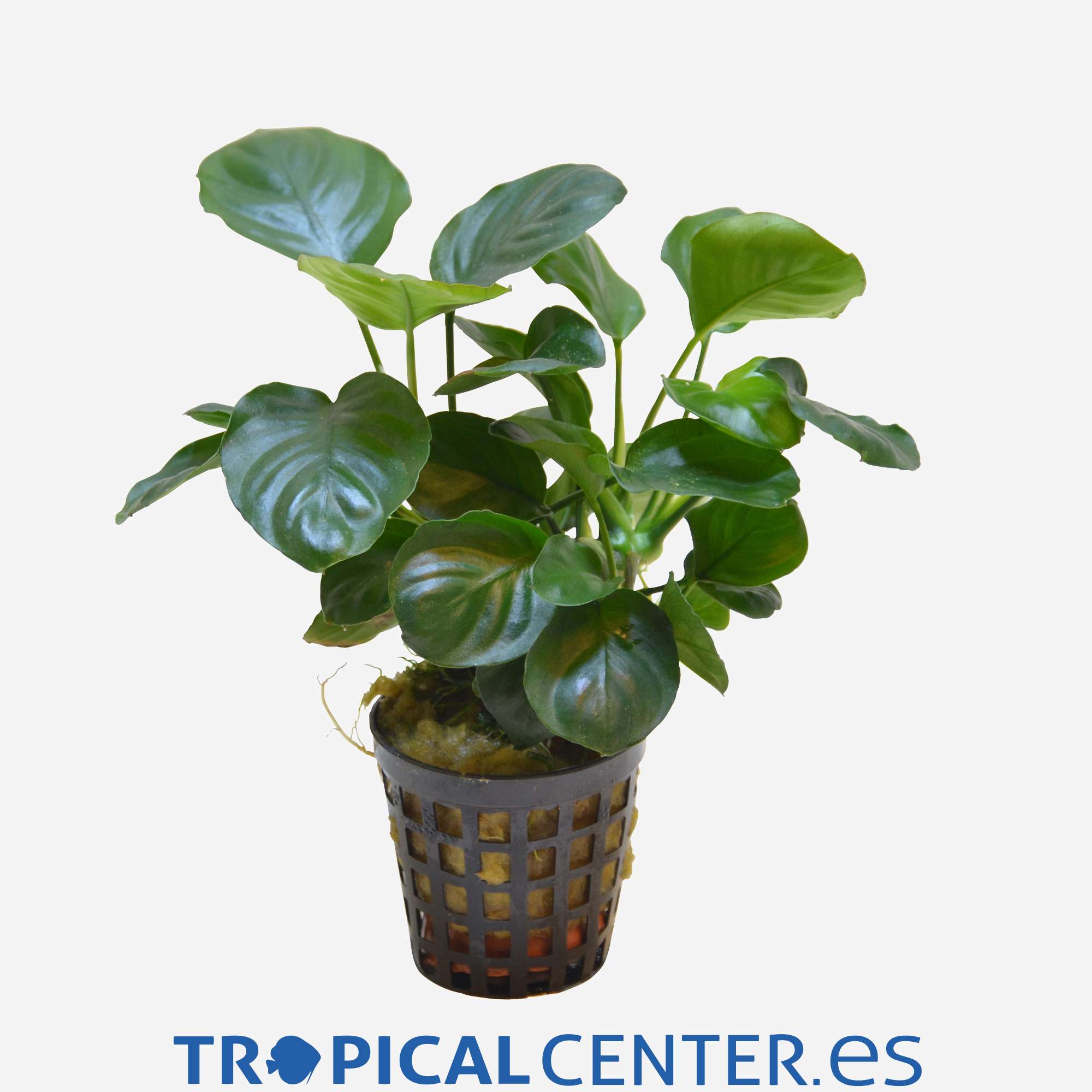 p210-anubias-barteri-var-nana-coin_general_4176.jpg p210-anubias-barteri-var-nana-coin_general_4176.jpg