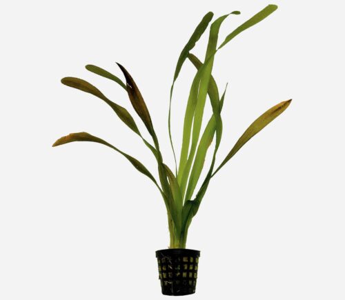 Vallisneria americana 'gigantea'