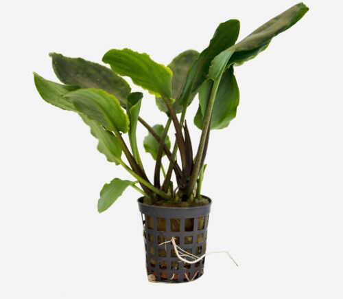 Lagenandra meeboldii Verde