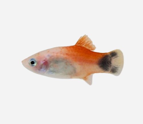 Platy Red top Mickey
