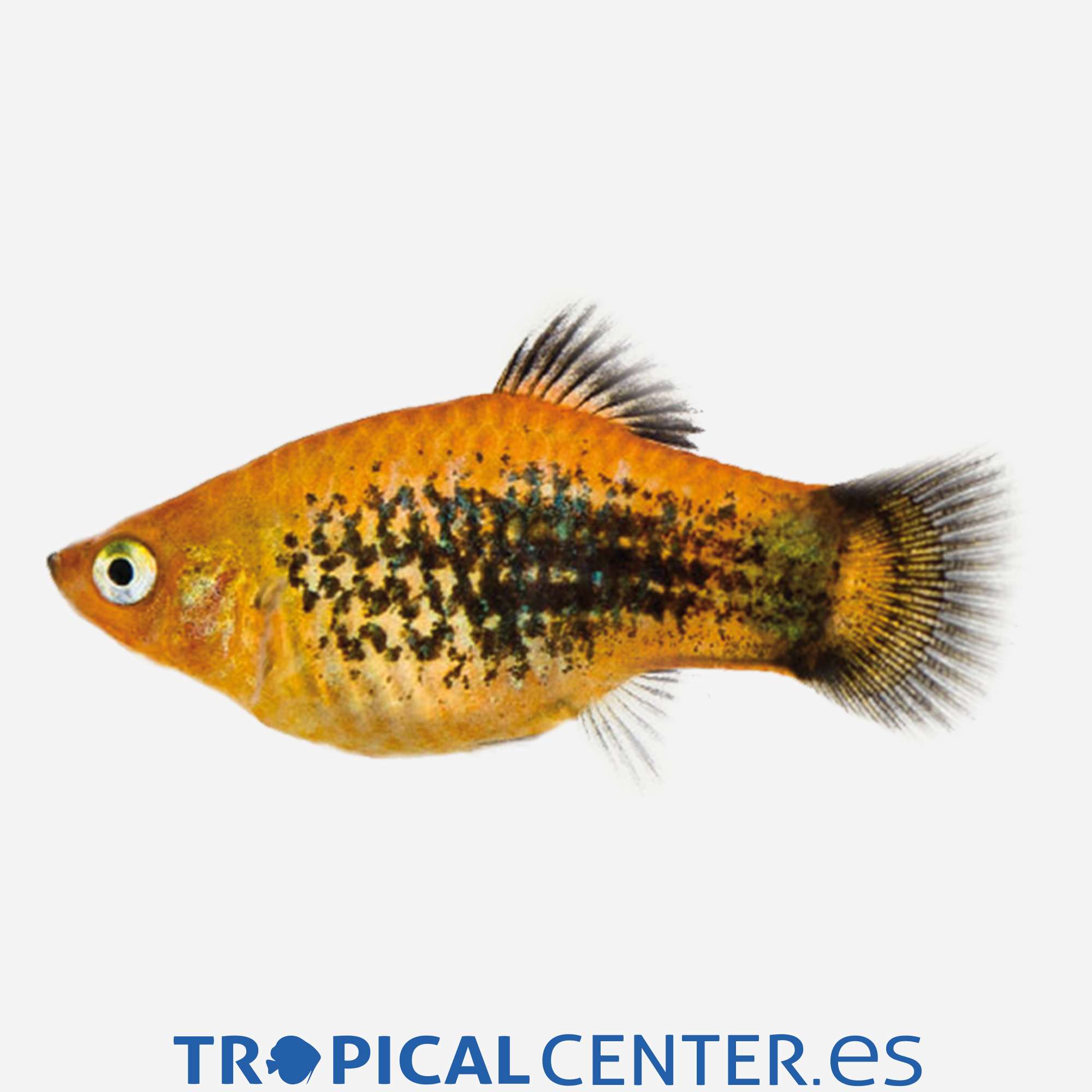 pl64-1-platy-sunset-tuxedo_general_5245.jpg pl64-1-platy-sunset-tuxedo_general_5245.jpg