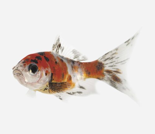 Shubunkin 💎HQF💎