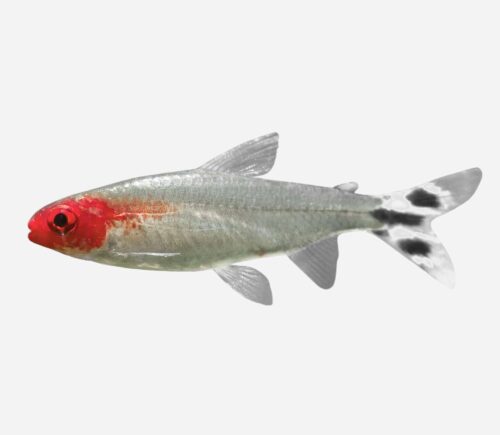 Borrachito 💎HQF💎