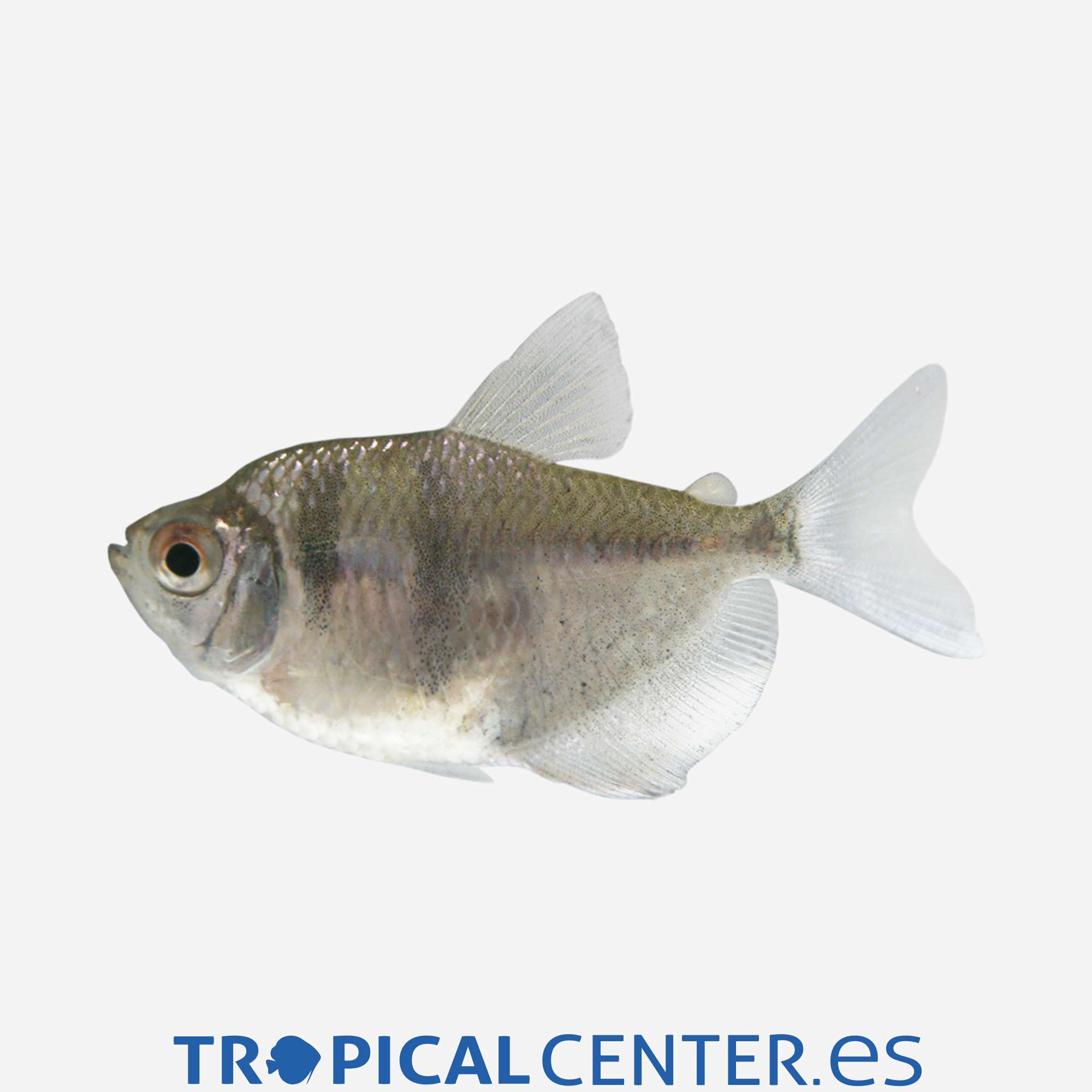 te09-0-monjita_general_3939.jpg te09-0-monjita_general_3939.jpg