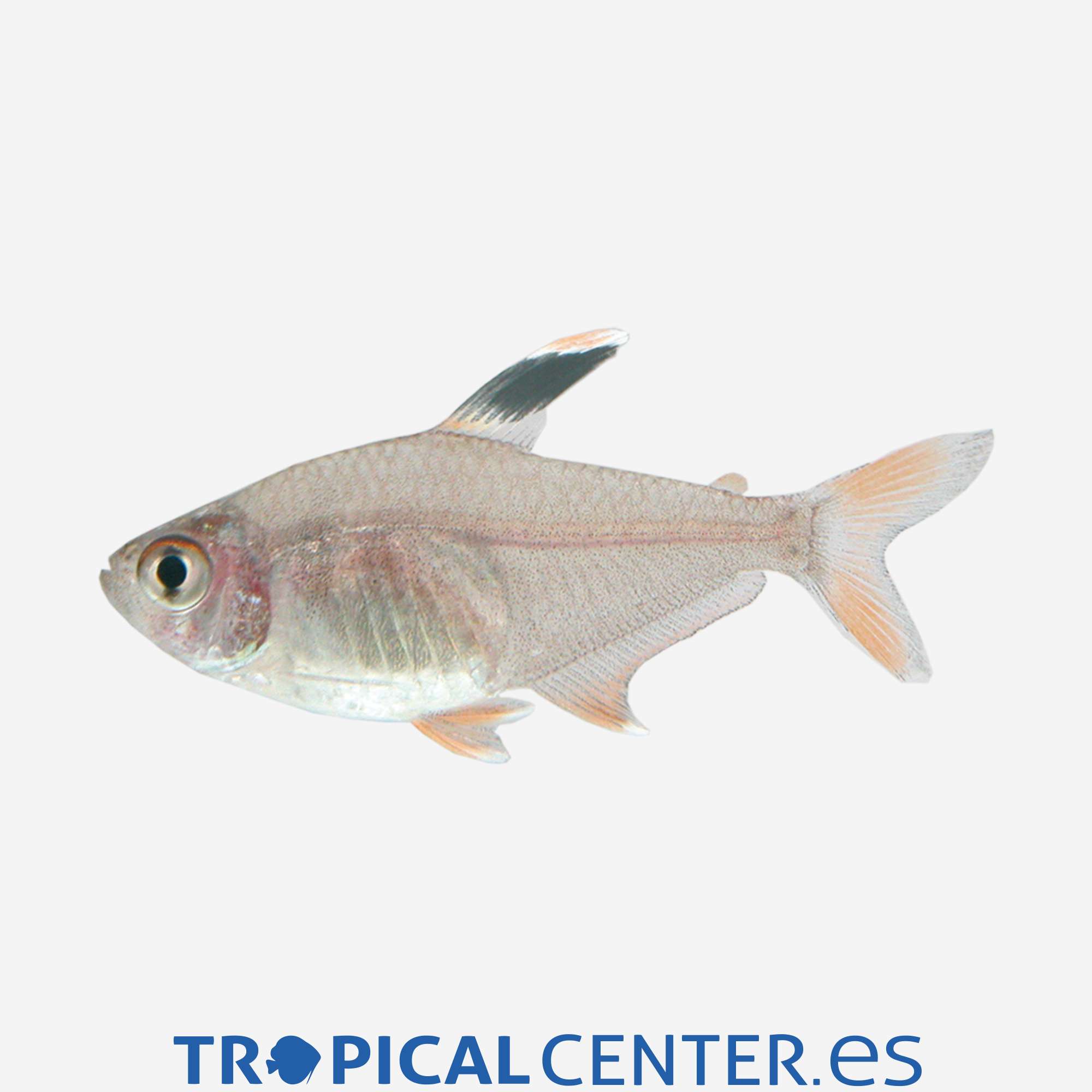 te104-4-tetra-bentosi-hqf_general_3970.jpg te104-4-tetra-bentosi-hqf_general_3970.jpg