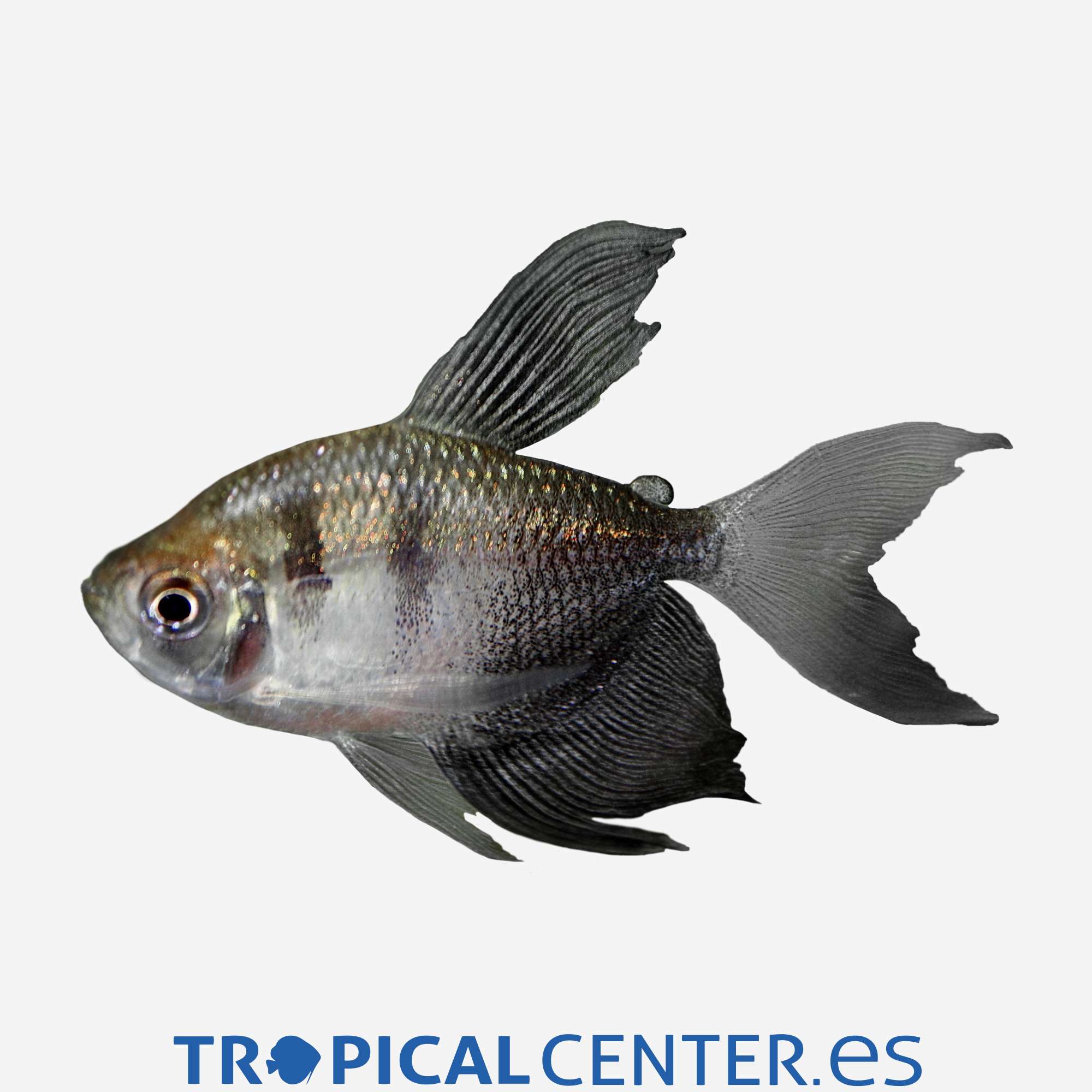 te12-2-monjita-velo_general_3940.jpg te12-2-monjita-velo_general_3940.jpg