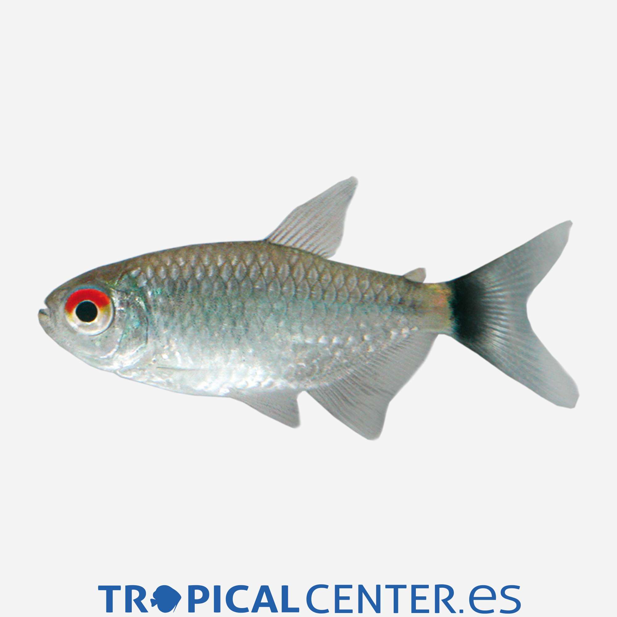 te23-6-tetra-ojo-rojo-hqf_general_5195.jpg te23-6-tetra-ojo-rojo-hqf_general_5195.jpg