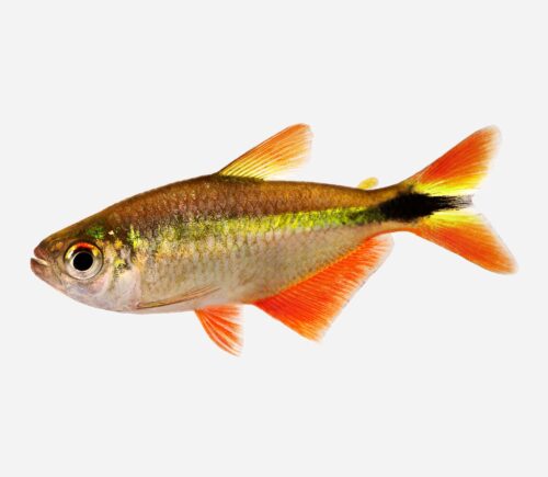 Tetra Buenos Aires  💎HQF💎