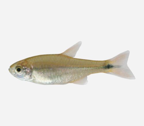 Tetra Cobre