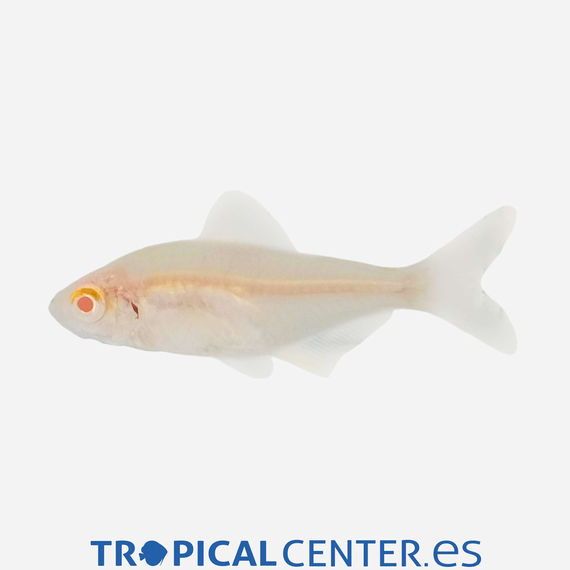 te65-0-tetra-limon-albino_general_5447.jpg te65-0-tetra-limon-albino_general_5447.jpg