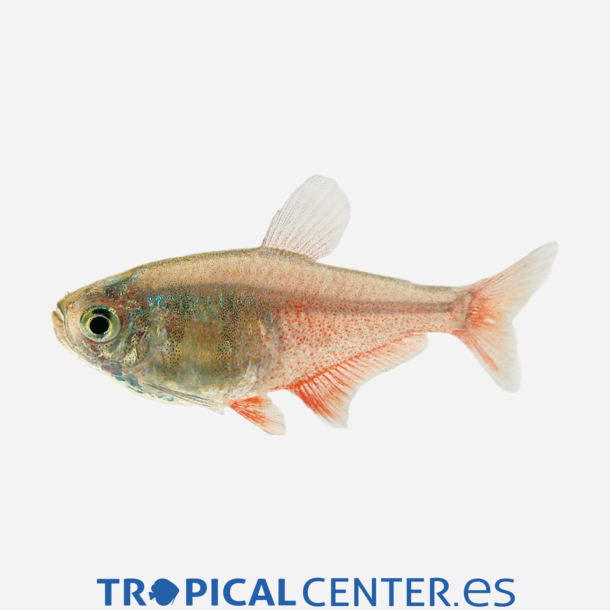 te68-7-tetra-llama_general_3959.jpg te68-7-tetra-llama_general_3959.jpg