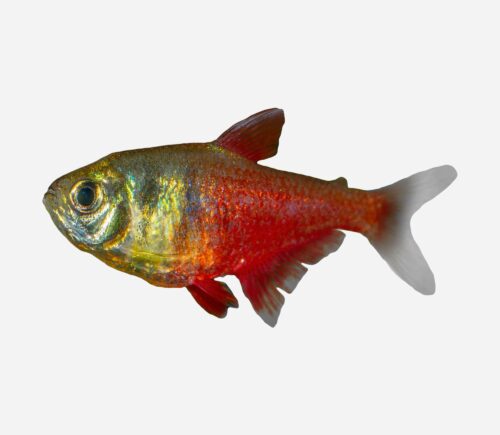 Tetra Llama 💎HQF💎