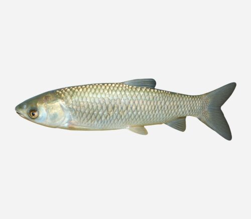 Carpa Amur come algas