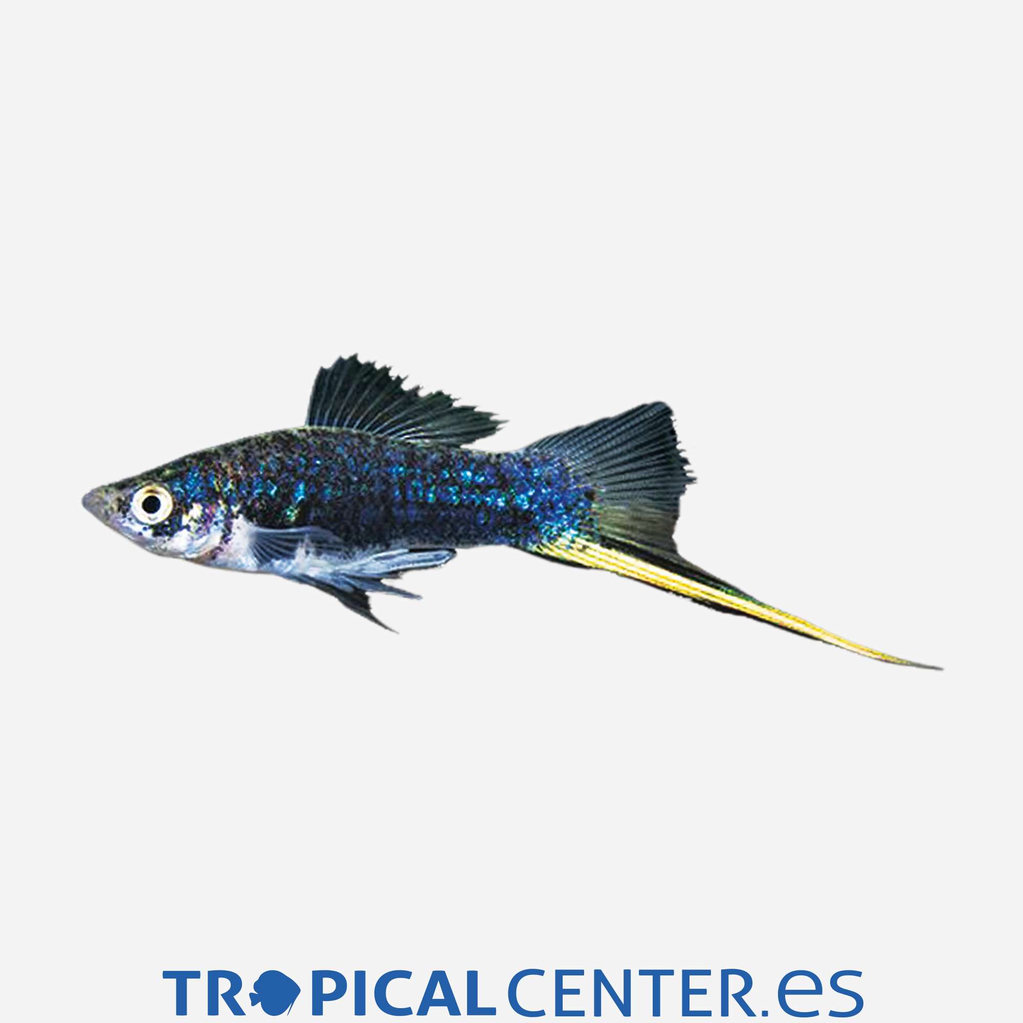 xi08-2-xipho-negro_general_3978.jpg xi08-2-xipho-negro_general_3978.jpg