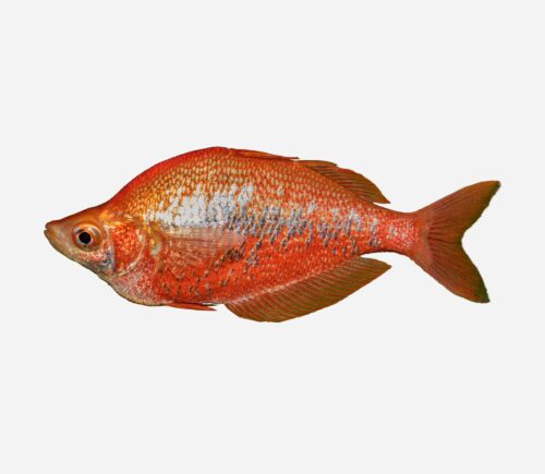 Pez arcoíris rojo