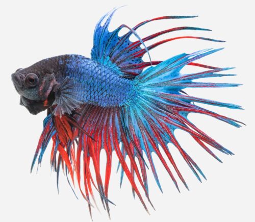 Betta Corona Surtido (macho)
