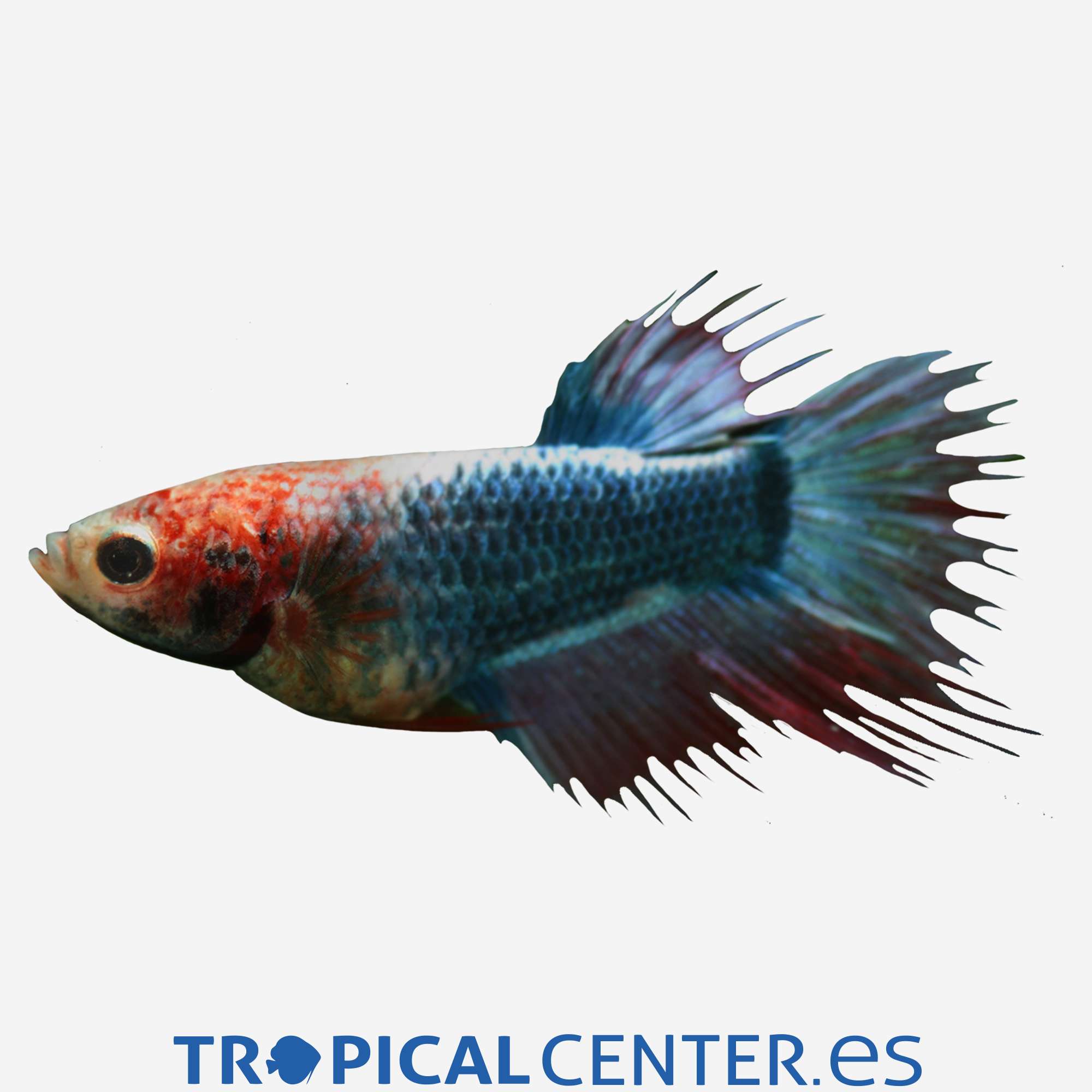 an09-2-betta-corona-surtida-hembra_general_4068.jpg