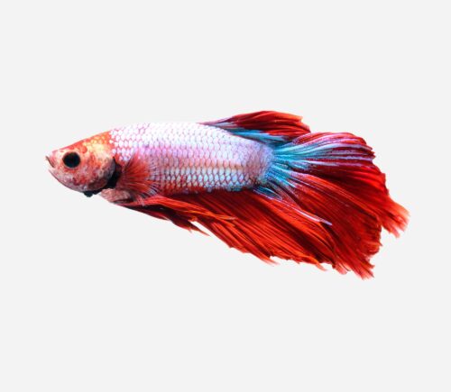 Betta Camboyano metálico Surtido (macho)