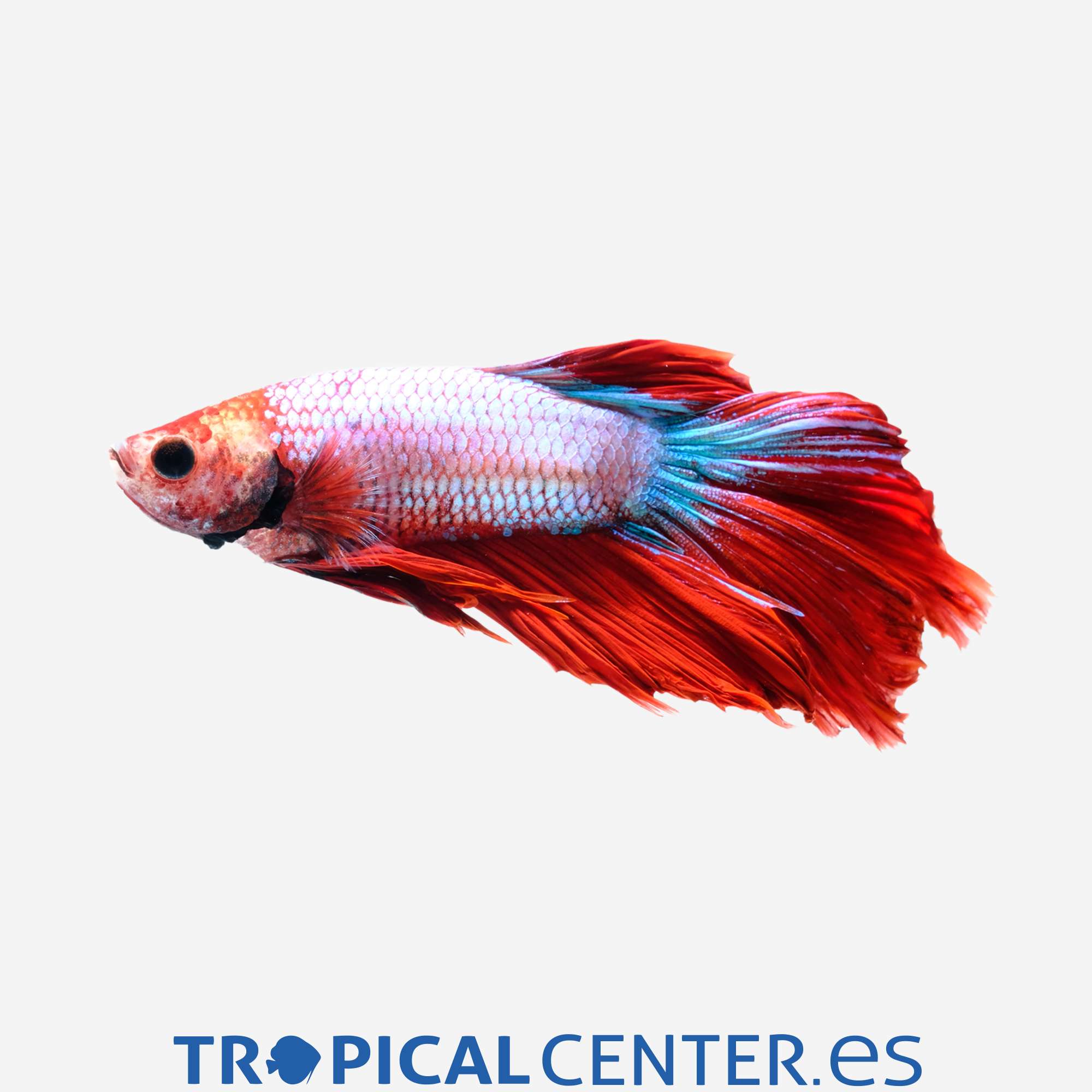 an106-0-betta-camboyano-metalico-surtido-macho_general_3309.jpg an106-0-betta-camboyano-metalico-surtido-macho_general_3309.jpg