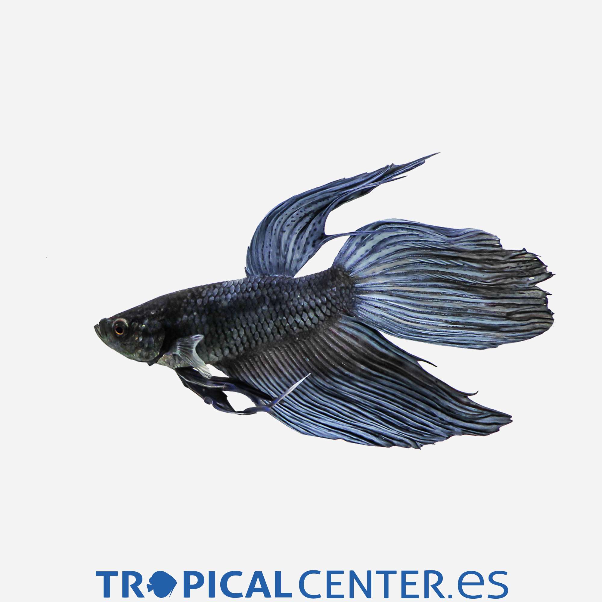 an109-0-betta-metalico-gris-macho_general_3312.jpg an109-0-betta-metalico-gris-macho_general_3312.jpg