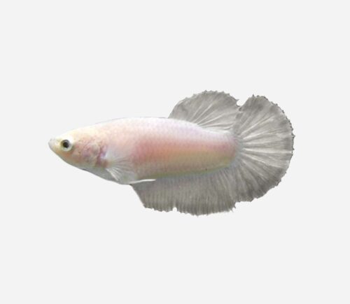 Betta Halfmoon Surtido (hembra)