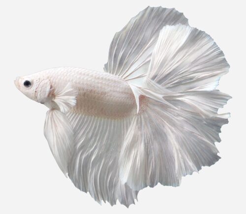 Betta Halfmoon Blanco 💎HQF💎 (macho)