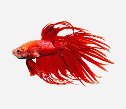 Betta Corona Rojo (macho)