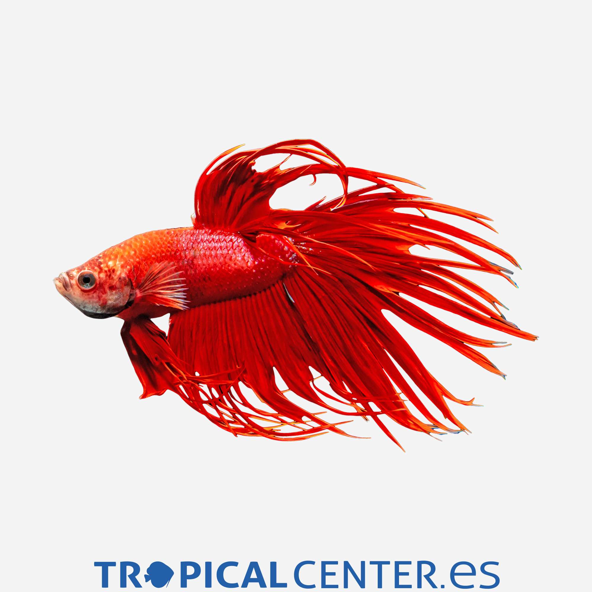 an232-0-betta-corona-rojo-macho_general_3322.jpg an232-0-betta-corona-rojo-macho_general_3322.jpg