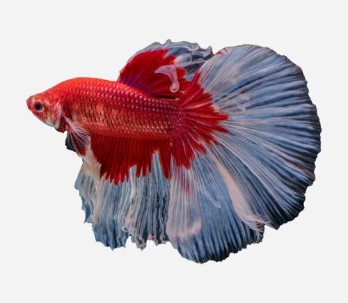 Betta Hlafmoon mariposa Rojo (macho)
