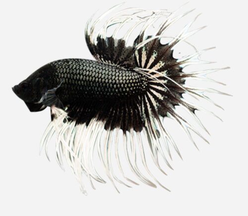 Betta Corona  Blanco y Negro