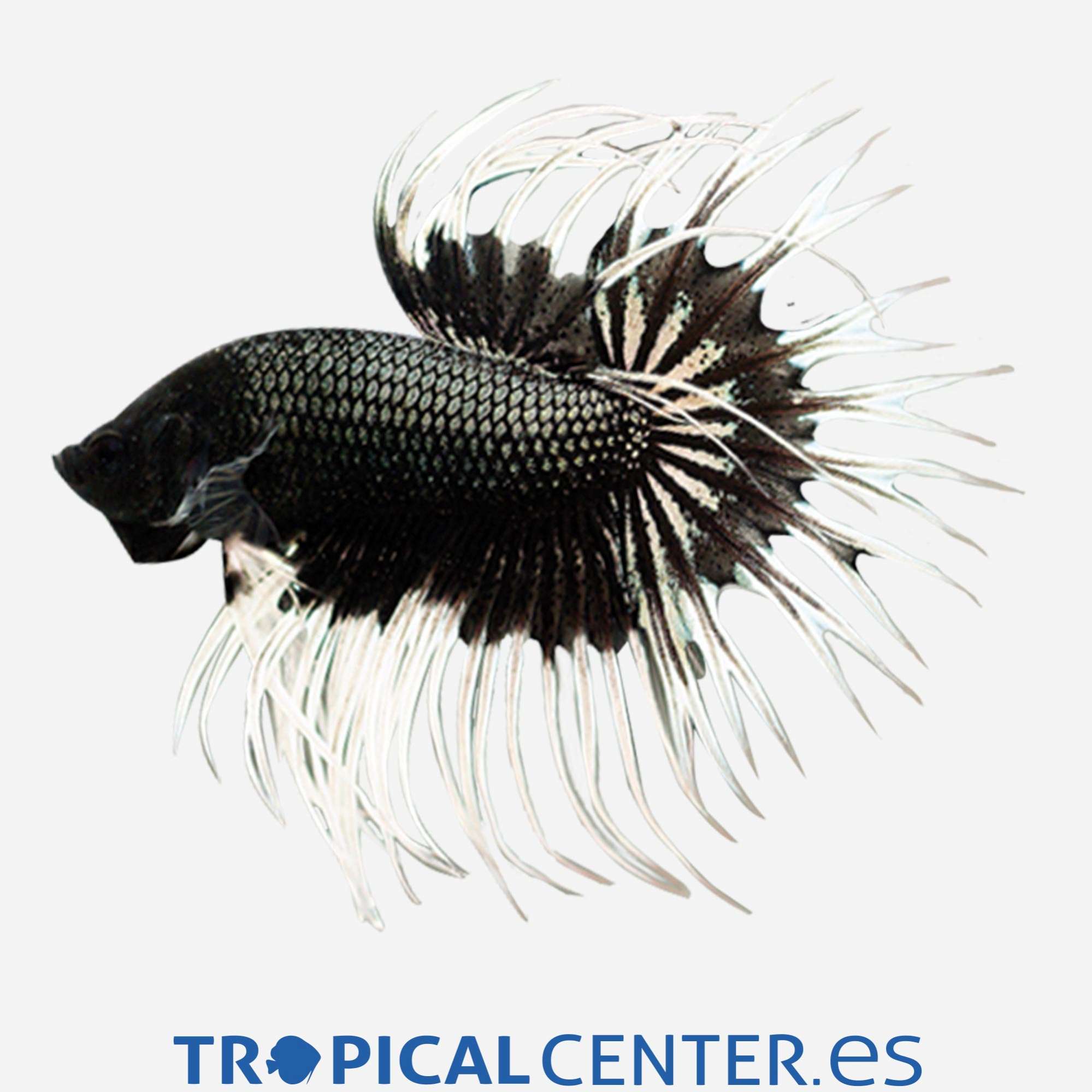 an318-0-betta-corona-blanco-y-negro_general_2334.jpg