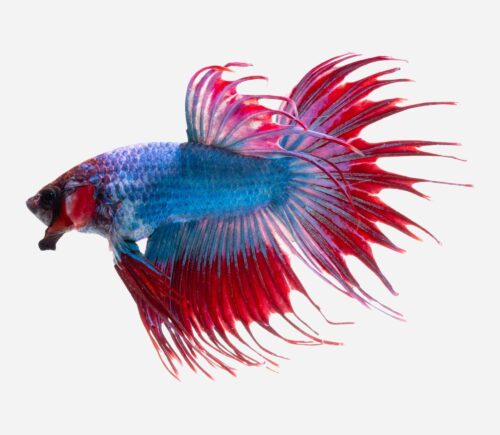 Betta Corona Camboyano