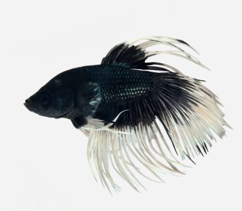 Betta Corona mariposa blanco y negro (macho)