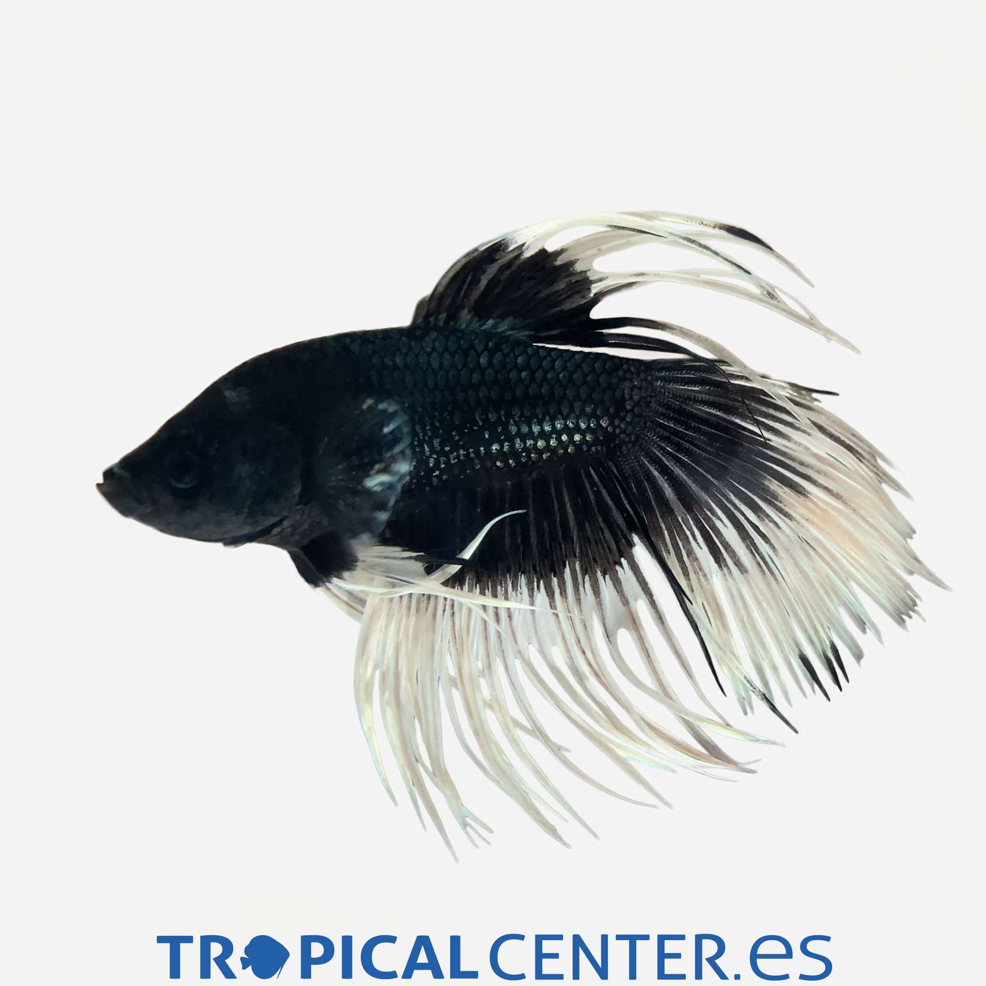 an389-0-betta-corona-mariposa-blanco-y-negro-macho_general_5147.jpg