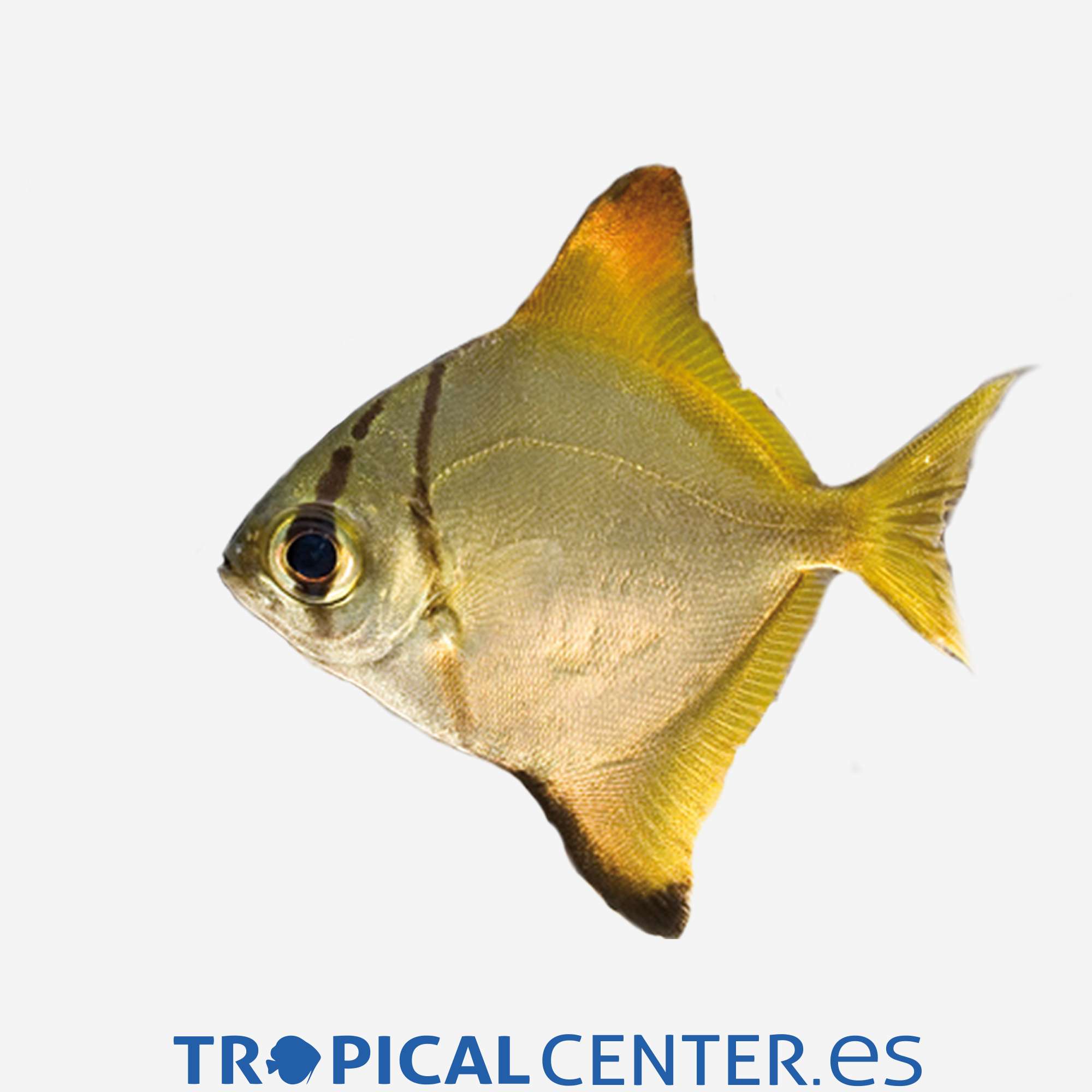 as15-2-pez-angel-malayo_general_3338.jpg as15-2-pez-angel-malayo_general_3338.jpg